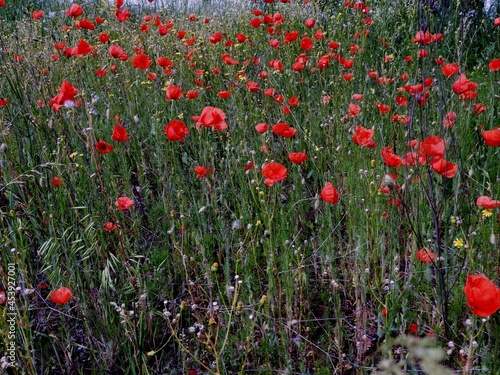 poppy field