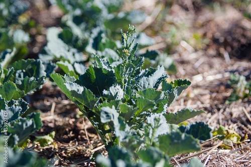 Closeup of canola (rapeseed) plant in bolting stage, prior to flower bloom