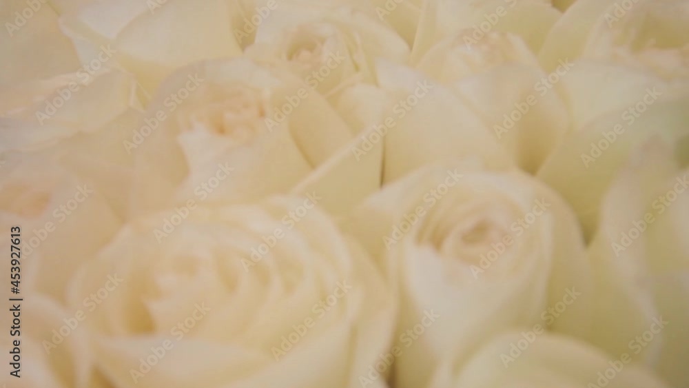 the camera zooms in and out to a large bouquet of white roses the camera zooms in and out to a large bouquet of white roses