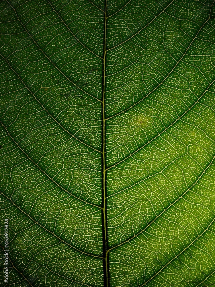 Obraz premium Zielony liść