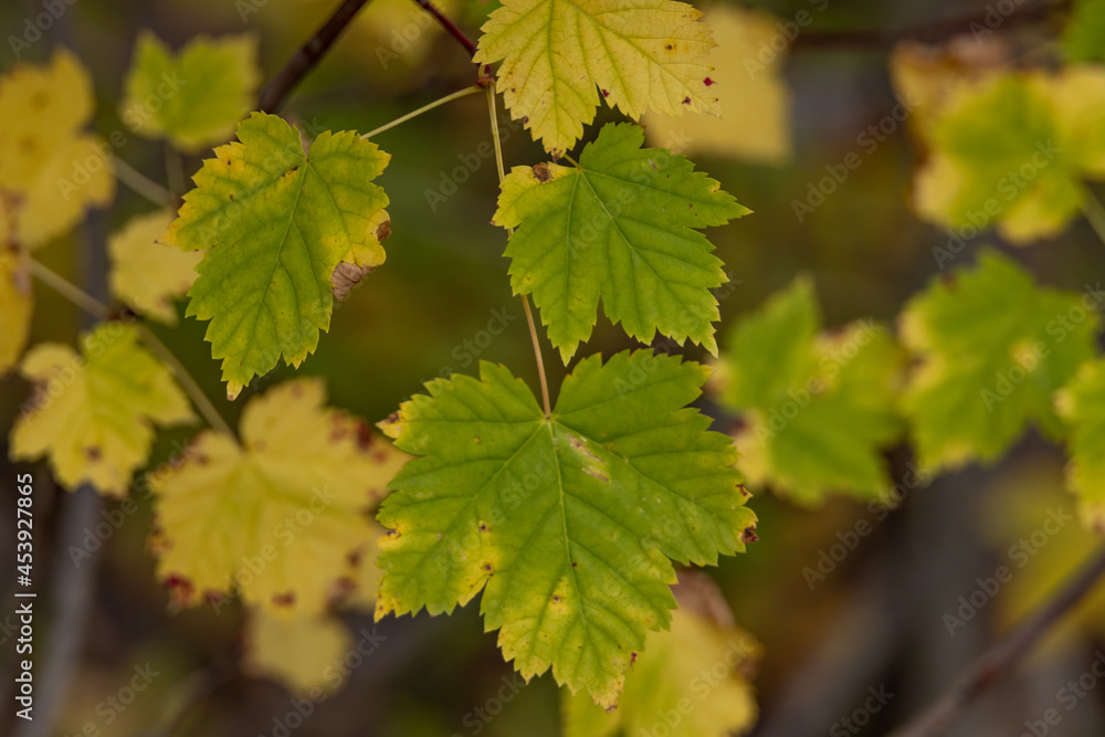 Fototapeta premium Fall colored leaves on tree branch