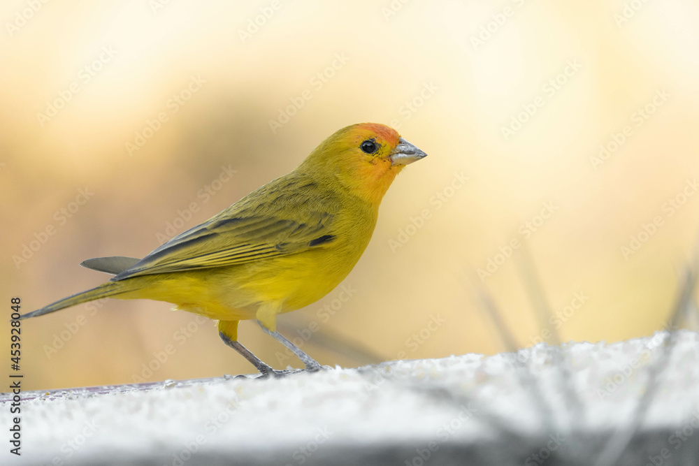 Canário da terra, Sicalis flaveola. The canary of the land Scalis flaveola, is also known as the canary of the garden, canary of the tile. Canário da terra, Sicalis flaveola. The canary of the land Scalis flaveola, is also known as the canary of the garden, canary of the tile.
