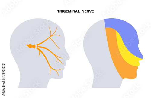 Trigeminal nerve diagram