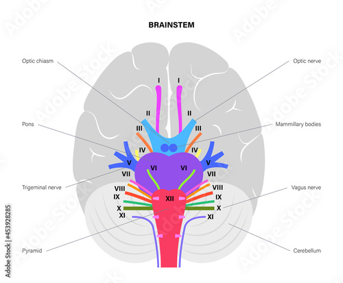 Cranial nerves diagram