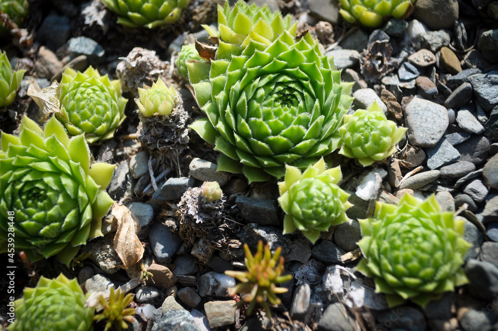 Hens and Chicks spiral succulent Hens and Chicks spiral succulent
