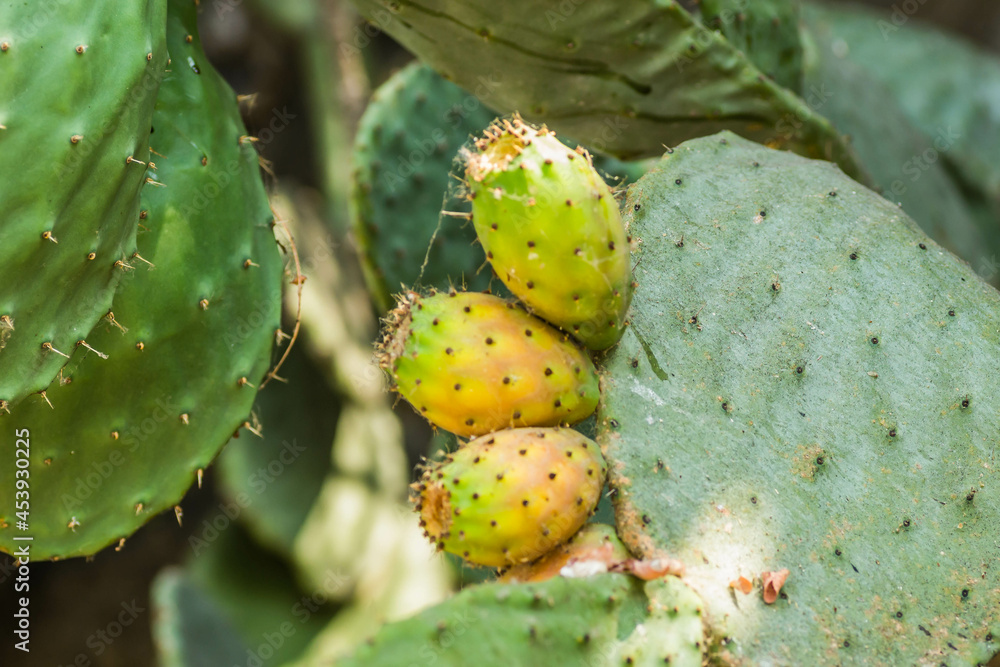 Lots of cacti growing up and down the wall. Lots of cacti growing up and down the wall.