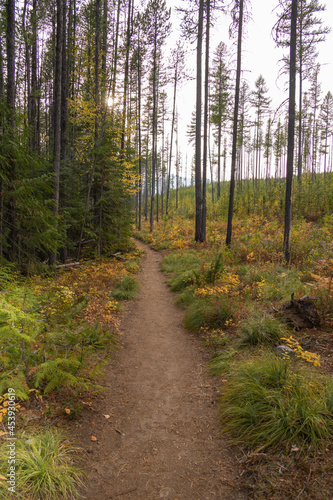 Hiking trail in the Fall forest © Martina
