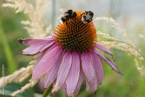 Obraz na płótnie bee on a flower w salonie