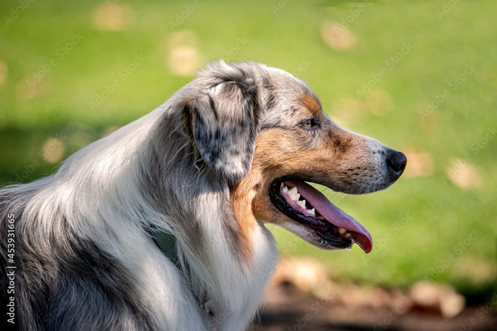 Close up of Austrialian Shepherd Close up of Austrialian Shepherd