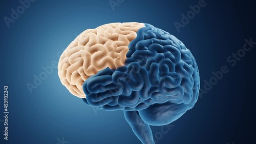 Frontal lobe is important for cognitive functions and control of voluntary movement	 photo