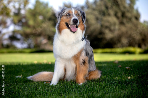 Austrailian Shepherd posing for a portrait at a park