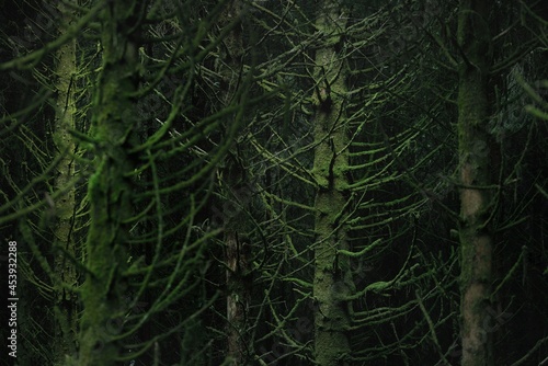 Scottish evergreen rainforest. Mighty pine and spruce trees, moss, plants, fern. Ardrishaig, Scotland, UK. Dark atmospheric landscape. Nature, travel destinations, hiking, ecotourism. Panoramic view photo