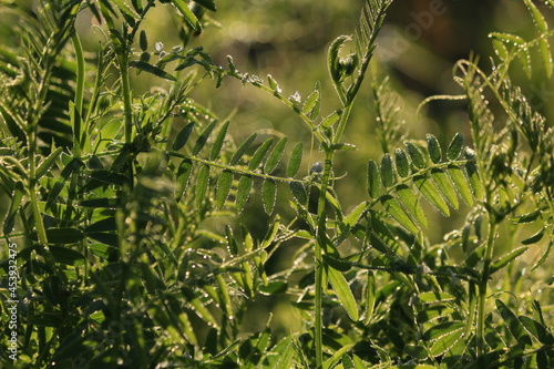 Vicia cracca, Cow Vetch, bird vetch, tufted vetch. Abundant dew sparkles on the green grass in the meadow at dawn. Dew drops shine in the sunlight on the green grass in an early summer morning.