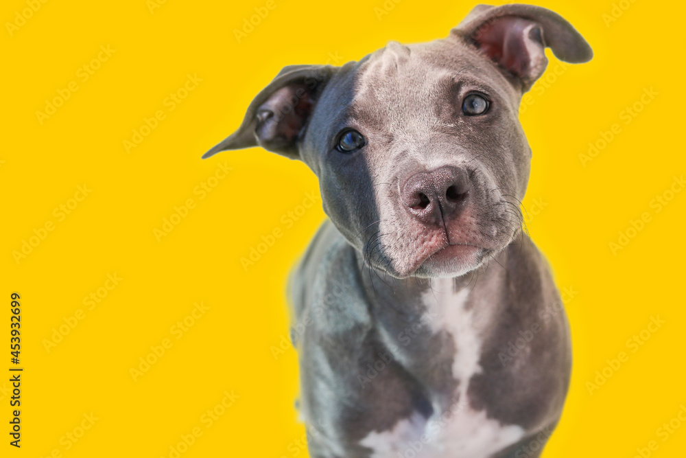 Close up of a puppy Pit Bull dog isolated on yellow background. Selective focus.