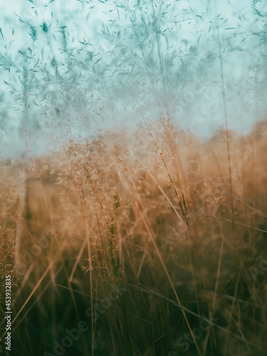 Dried grass waving in the wind. Fragile leaves and stems of thin wild plants on blurred forest background.