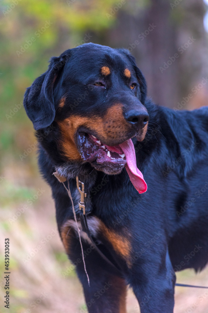 beautiful large brown dog mestizo rottweiler beautiful large brown dog mestizo rottweiler