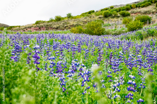 Andean field of flowers