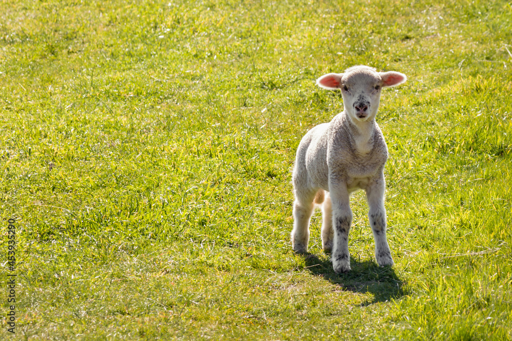closeup of a curious newborn lamb bleating on green grass meadow with copy space closeup of a curious newborn lamb bleating on green grass meadow with copy space