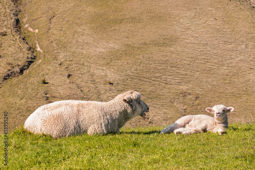 ewe with newborn lamb sunbathing on spring meadow with blurred background and copy space
