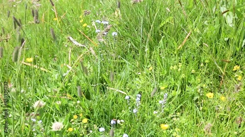 Close up of Adamello National Park inflorescences. Green meadow in the mountains with flowers and summer grasses.