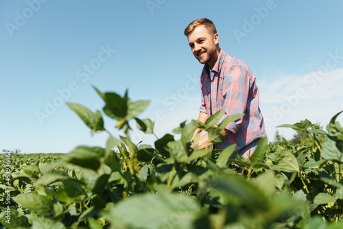 Agronomist inspecting soya bean crops growing in the farm field. Agriculture production concept. young agronomist examines soybean crop on field in summer. Farmer on soybean field