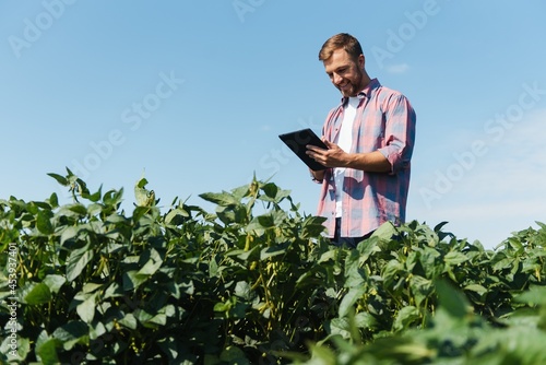 Agronomist inspecting soya bean crops growing in the farm field. Agriculture production concept. young agronomist examines soybean crop on field in summer. Farmer on soybean field