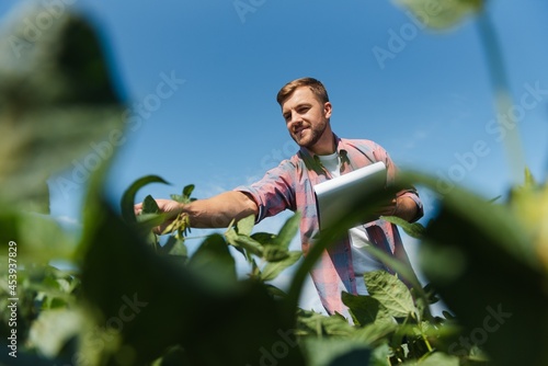 Wall Mural Agronomist inspecting soya bean crops growing in the farm field