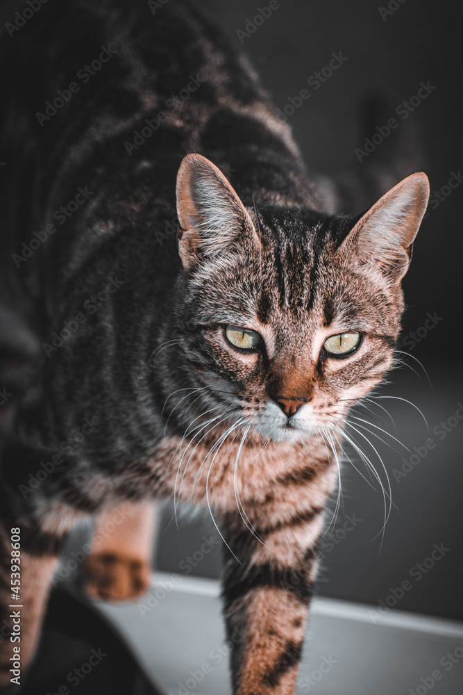 portrait of a cat portrait of a cat