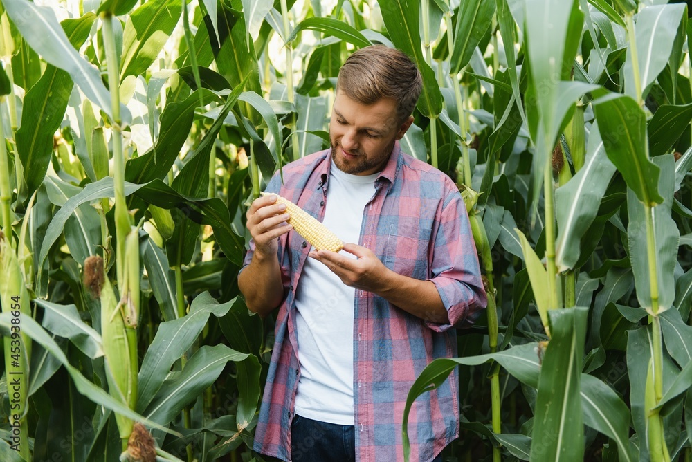 Young attractive man with beard checking corn cobs in field in late summer Young attractive man with beard checking corn cobs in field in late summer