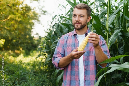 Young attractive man with beard checking corn cobs in field in late summer