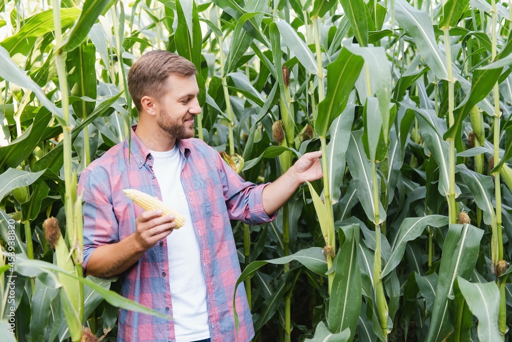 A man inspects a corn field and looks for pests. Successful farmer and agro business A man inspects a corn field and looks for pests. Successful farmer and agro business