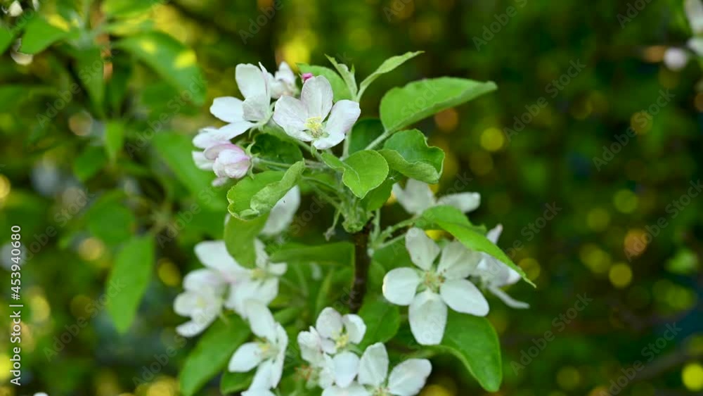 Apple blossoms in spring. Video static camera. Beautiful tree branch in the shade. High quality 4k footage Apple blossoms in spring. Video static camera. Beautiful tree branch in the shade. High quality 4k footage