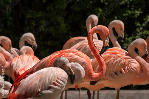Pink flamingos' close-up standing in a pool