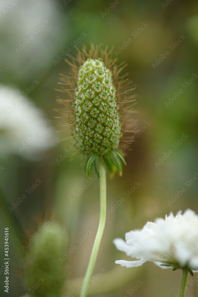The inflorescence of a scabious flower is close-up on a flower bed. The inflorescence of a scabious flower is close-up on a flower bed.