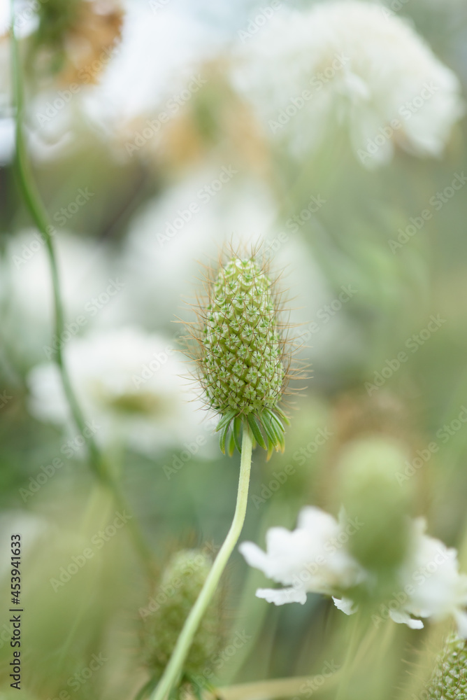 The inflorescence of a scabious flower is close-up on a flower bed. The inflorescence of a scabious flower is close-up on a flower bed.