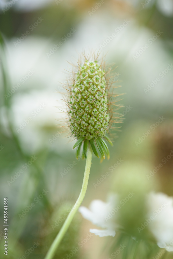The inflorescence of a scabious flower is close-up on a flower bed.