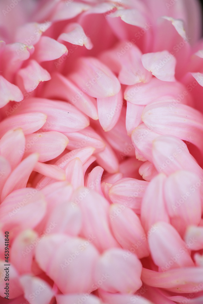 Fototapeta premium Pink peony-shaped aster extreme close-up.