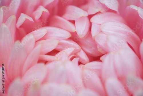 Pink peony-shaped aster extreme close-up. © Grigoriy