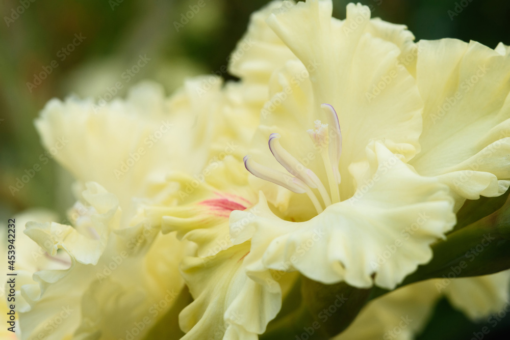 Obraz premium Gladiolus inflorescence with pistils and stamens in detail