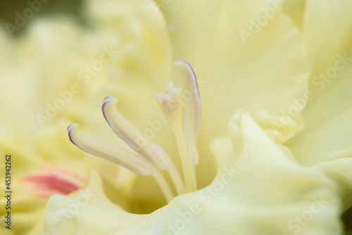 Gladiolus inflorescence with pistils and stamens in detail