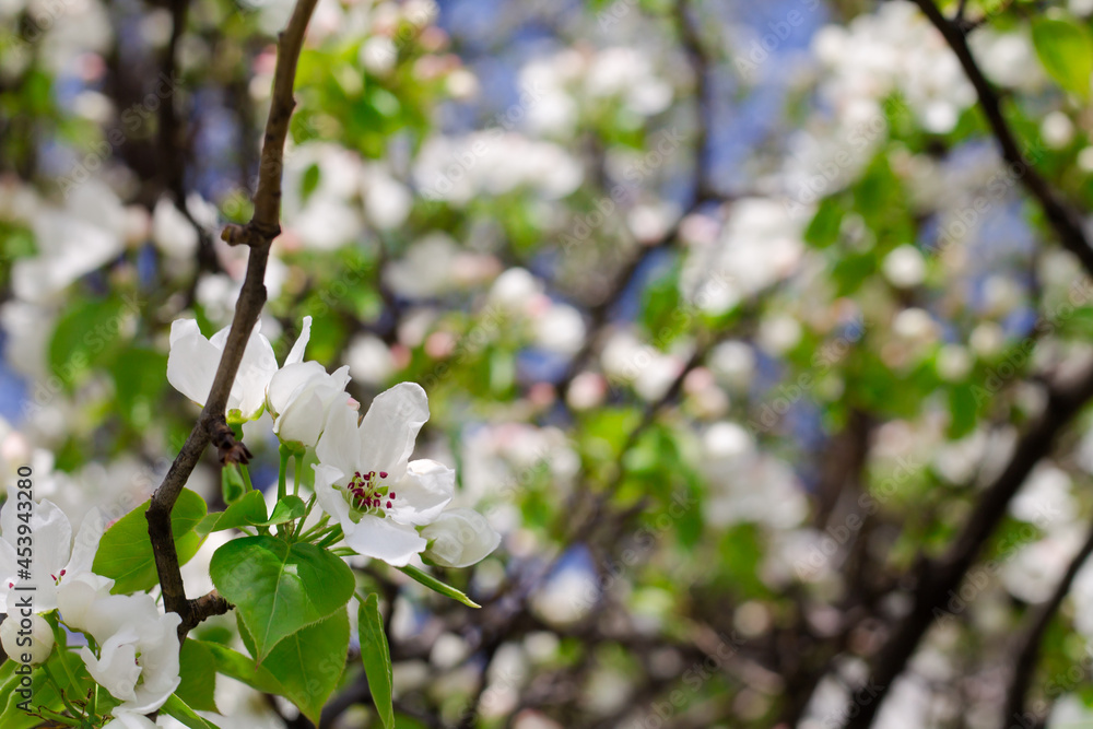 apple flowers on a branch. spring flowering trees. White flowers. beautiful background with flowers and place for text.