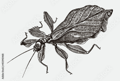 Walking leaf insect phyllium siccifolium in top view. Illustration after antique engraving from the early 19th century