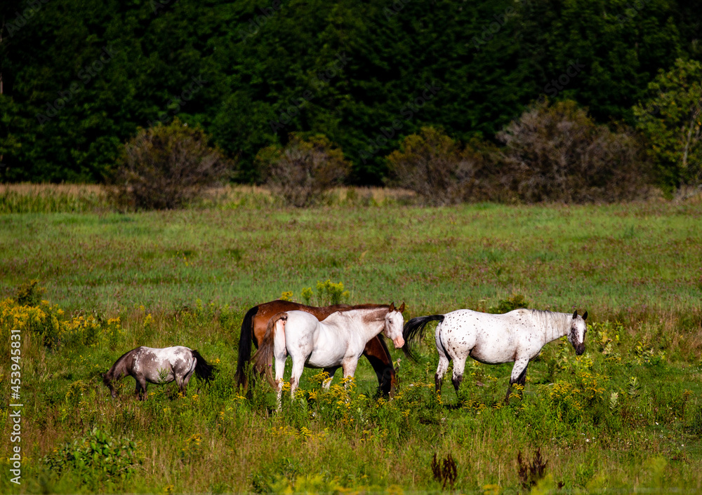 Wisconsin horses feeding in a pasture in August