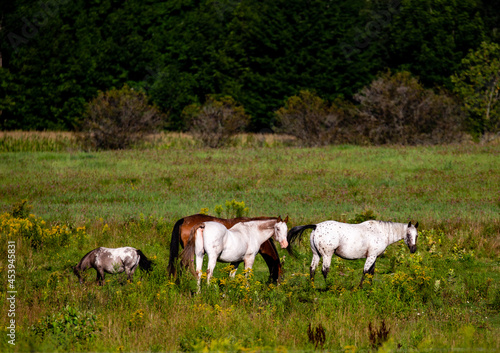 Wisconsin horses feeding in a pasture in August