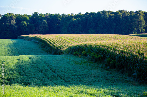 Farm strip cropping in Wisconsin with corn and hay