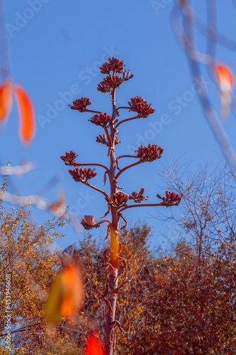 Platanera de maguey - maguey - flor de maguey seca - flor de agave - quiote - quiote de maguey photo