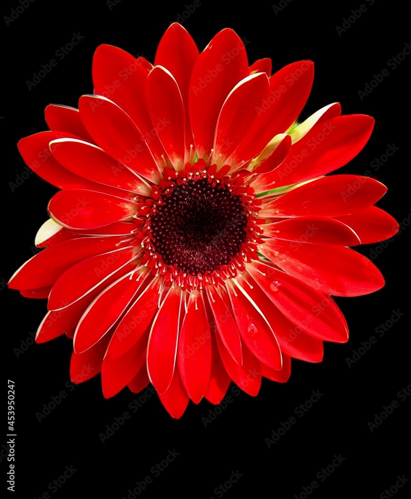 Macro close up of isolated vivid red Gerbera daisy flower. Petals are naturally edged in white. Stark black background.