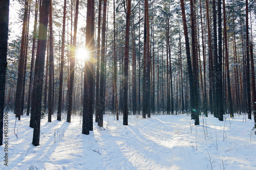 Winter pine forest in sunny day, between trees see sun