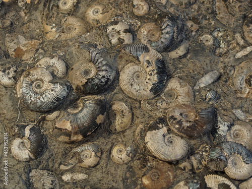 Prehistoric sea shells