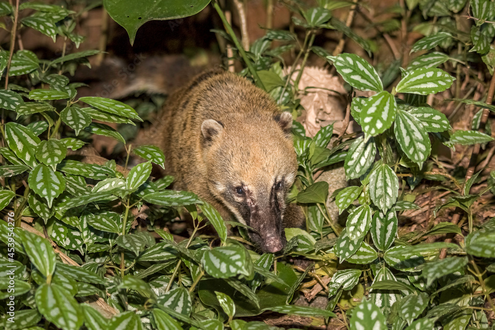 South American Coati (Nasua nasua), Also Known as the Ring-tailed Coati South American Coati (Nasua nasua), Also Known as the Ring-tailed Coati